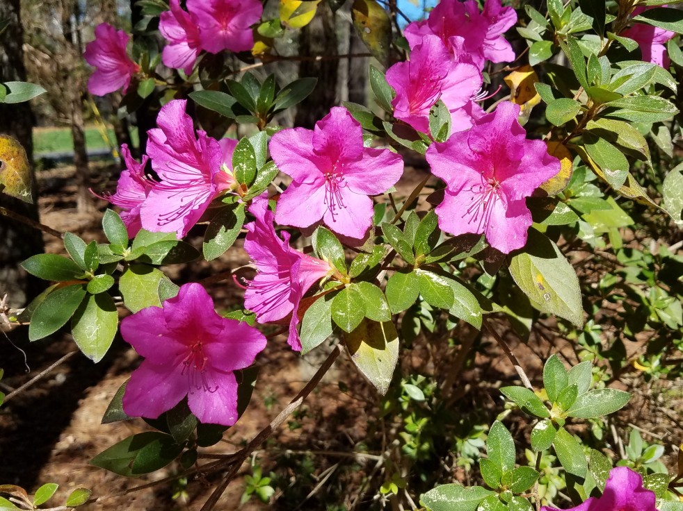 Azalea in bloom